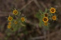 Yellow flowers on brown dried herbs background