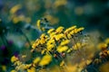 Yellow flowers with unfocused green background