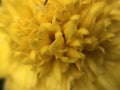 Yellow flowers up close