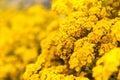 Yellow Flowers Royalty Free Stock Photo