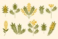 Yellow flowers vector set. Modern symmetrical Mimosa flowers and leaves on pastel background. Australian Wattle branches Royalty Free Stock Photo