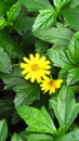 Yellow flowers vibrant look in the nature