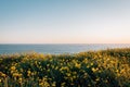 Yellow flowers and view of the Pacific Ocean at Dana Point Headlands Conservation Area, in Dana Point, Orange County, California