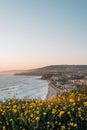 Yellow flowers and view of Strand Beach from Dana Point Headlands Conservation Area, in Dana Point, Orange County, California Royalty Free Stock Photo