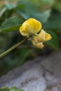 Yellow flowers of the Vigna angularis plant, with a natural garden background