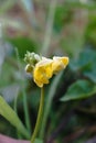 Yellow flowers of the Vigna angularis plant, with a natural garden background