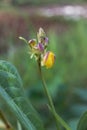 Yellow flowers of the Vigna angularis plant, with a natural garden background