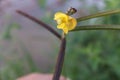 Yellow flowers of the Vigna angularis plant, with a natural garden background