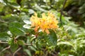 Yellow flowers of Vireya Rhododendrons - Rhododendron macgregoriae Royalty Free Stock Photo