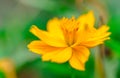 Yellow flowers vivid on green blurred background Royalty Free Stock Photo
