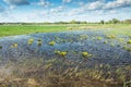 Yellow flowers in water on the meadow, white clouds on blue sky Royalty Free Stock Photo