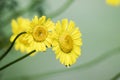 Yellow flowers with waterdrops