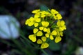 Yellow flowers of Western wallflower, Erysimum asperum