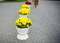 Yellow flowers in white pots on the street