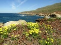 Yellow flowers of wild Black Mustard grass along the California Coast Royalty Free Stock Photo