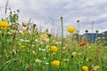 Yellow flowers of wild buttercup and wildflowers on meadow in summer. Orange butterfly with black dots scarce copper Royalty Free Stock Photo