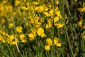 These are yellow flowers of wild genista. Background