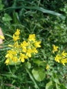 Yellow flowers of wild mustard, Yellow mustard flowers in the field. Royalty Free Stock Photo