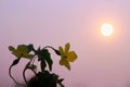 Yellow flowers in wild nature on beautiful sky background