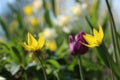 Wild tulips in flowerbed Royalty Free Stock Photo