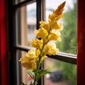 Yellow flowers, window in the background. Flowering flowers, a symbol of spring, new life Royalty Free Stock Photo