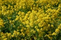 Yellow flowers of winter cress. Barbarea vulgaris.