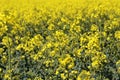 Yellow flowers winter cress Royalty Free Stock Photo