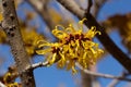 Yellow flowers witch hazel blossoms in early spring. Royalty Free Stock Photo