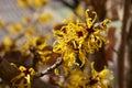 Yellow flowers witch hazel blossoms in early spring. Royalty Free Stock Photo