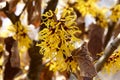 Yellow flowers witch hazel blossoms in early spring. Royalty Free Stock Photo