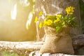 Yellow flowers on wood and tree in the nature at morning Royalty Free Stock Photo