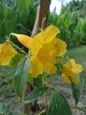 Yellow flowers with wooden stakes Royalty Free Stock Photo