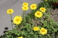 Yellow flowers in the yard