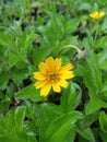 Yellow flowers