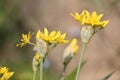 Yellow flowers of yellow garlic Allium moly in garden Royalty Free Stock Photo