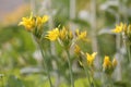 Yellow flowers of yellow garlic Allium moly in garden Royalty Free Stock Photo