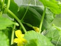 Yellow flowers of young green cucumber. Royalty Free Stock Photo