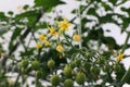 Yellow flowers and young, green developing tomatoes on a branch. Blooming tomato bush at the greenhouse Royalty Free Stock Photo