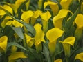 Yellow flowers of Zantedeschia Sunclub, arum lily, calla lily, calla. Herbaceous, perennial, flowering plants in the family Royalty Free Stock Photo