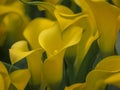 Yellow flowers of Zantedeschia Sunclub, arum lily, calla lily, calla. Herbaceous, perennial. Interior foto Royalty Free Stock Photo