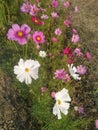 Yellow flowert in garden