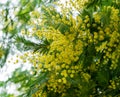 Yellow fluffy Acacia dealbata mimosa tree flowers silver or blue wattle in Arboretum Park Southern Cultures in Sirius Adler. Branc Royalty Free Stock Photo