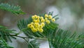 Yellow fluffy Acacia dealbata mimosa tree flowers silver or blue wattle in Arboretum Park Southern Cultures in Sirius Adler Royalty Free Stock Photo