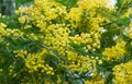 Yellow fluffy Acacia dealbata mimosa tree flowers silver or blue wattle in Arboretum Park Southern Cultures in Sirius Adler. Royalty Free Stock Photo