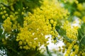 Yellow fluffy Acacia dealbata mimosa tree flowers silver or blue wattle in Arboretum Park Southern Cultures in Sirius Adler. Royalty Free Stock Photo