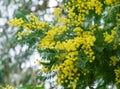 Yellow fluffy Acacia dealbata mimosa tree flowers silver or blue wattle in Arboretum Park Southern Cultures in Sirius Royalty Free Stock Photo
