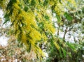 Yellow fluffy Acacia dealbata mimosa tree flowers silver or blue wattle in Arboretum Park Southern Cultures in Sirius Adler Royalty Free Stock Photo
