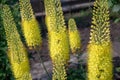 Yellow fluffy blossoming eremurus flower