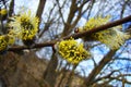 The yellow fluffy buds of the willow are blooming in spring.. Royalty Free Stock Photo