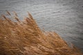Yellow fluffy bushes growing in the water during strong winds